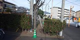 焼津市営住宅樹木管理業務1