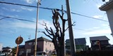 焼津市営住宅樹木管理業務3